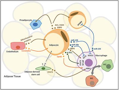 Frontiers | Adipose Extracellular Vesicles In Intercellular And Inter ...